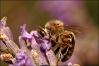 Abeille gloutonne