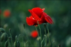 Coquelicots dans le vent