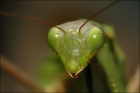 Portrait d'une mante religieuse