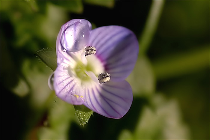 Petite vronique de Printemps