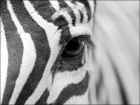 Photo d'un oeil de zbre