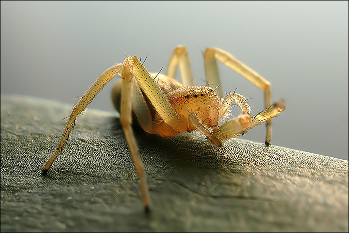 Araignée canibale