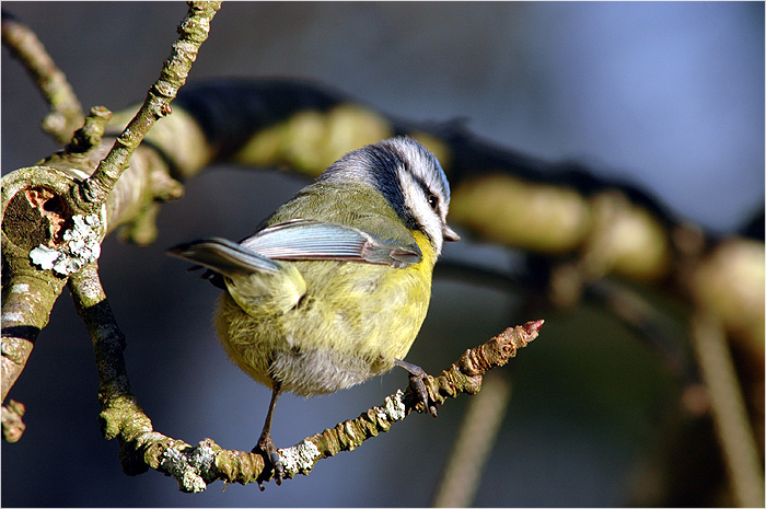 Mésange bleue