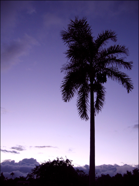 Palmier sur l'île de la Réunion